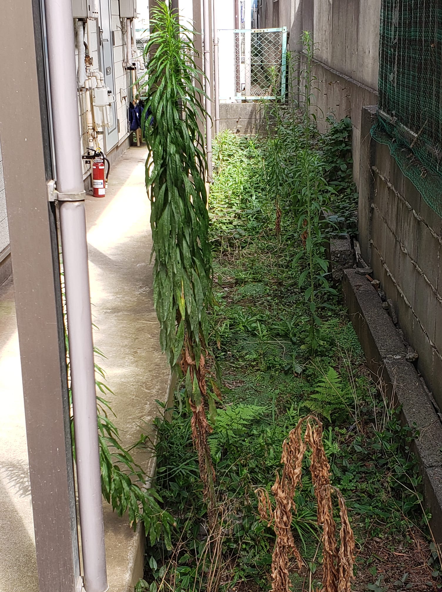 アパート前の雑草